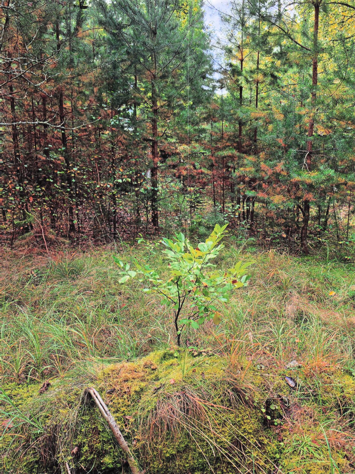 Junge Eiche im Kiefernmischwald, Lausitz