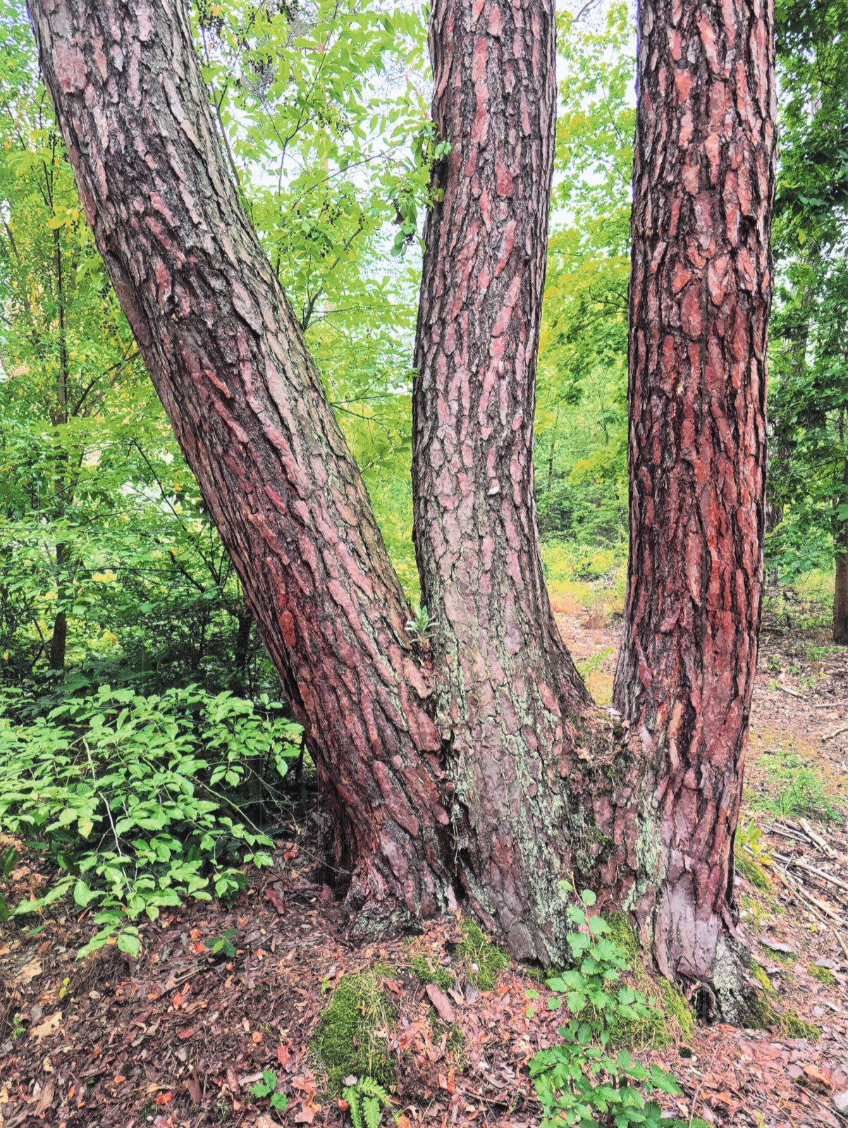 Drei Kiefern im Lausitzer Wald