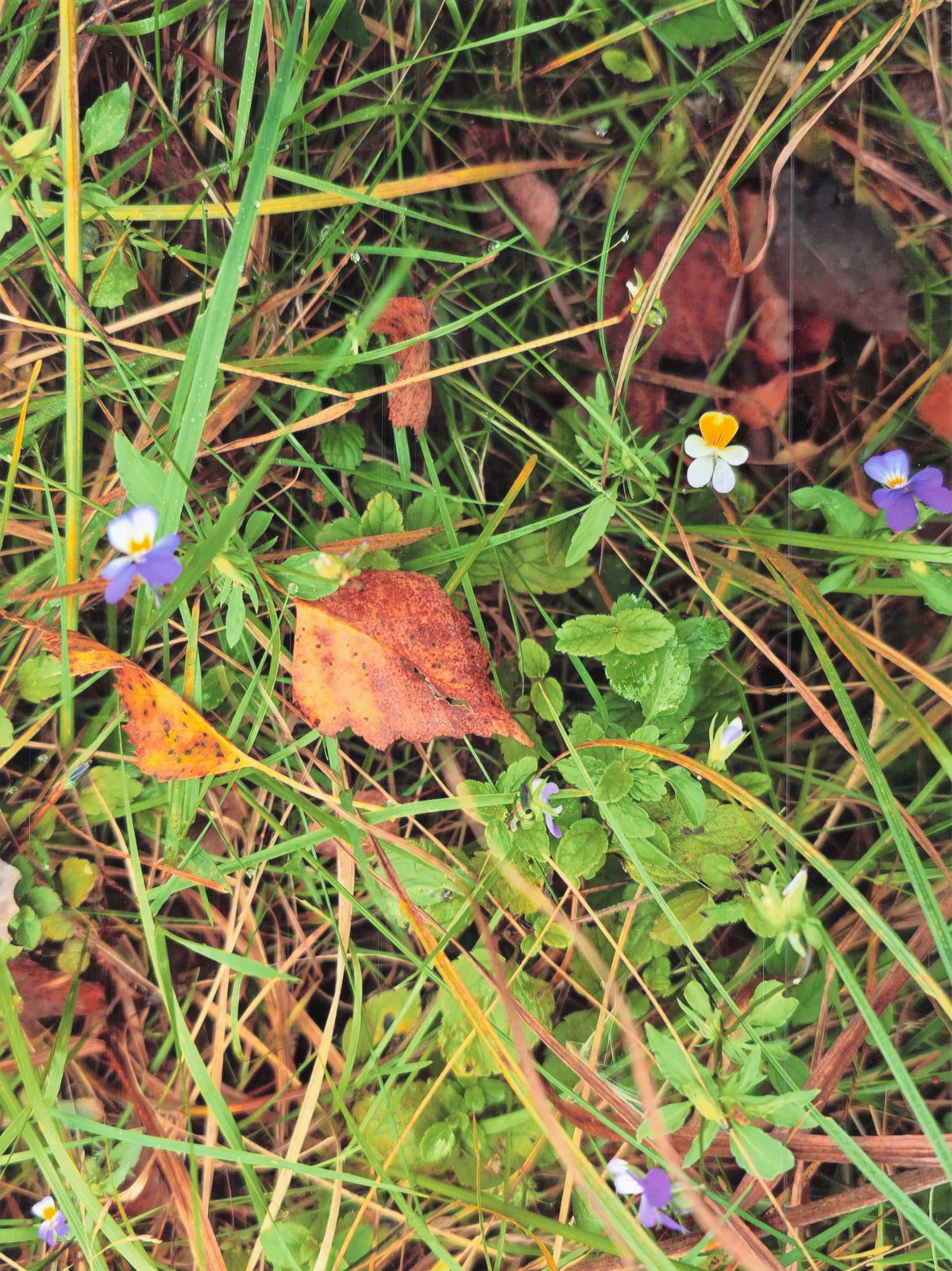 Veilchen und Wildblumen im Gras, Makroaufnahme